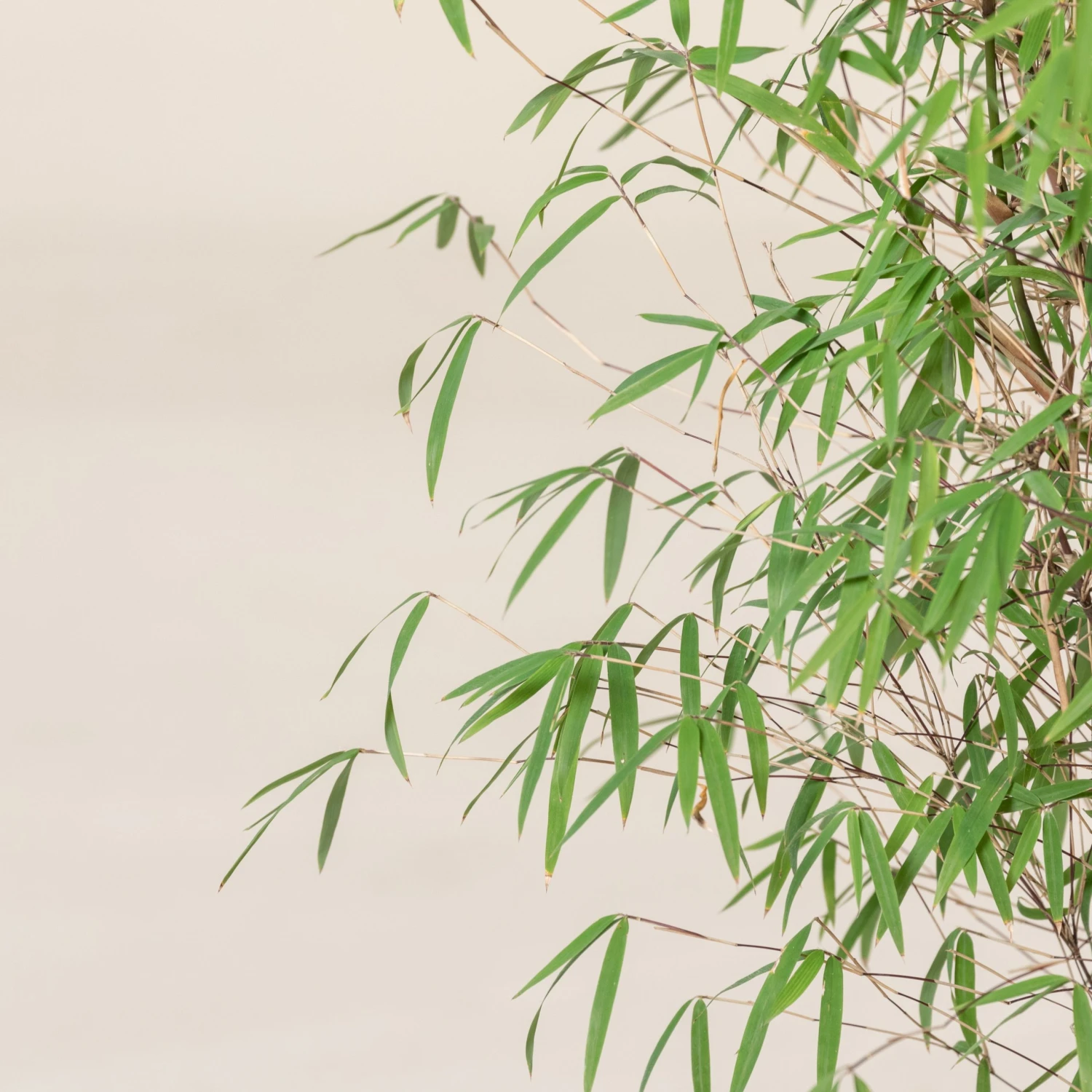 Fargesia Angustissima - Image 9