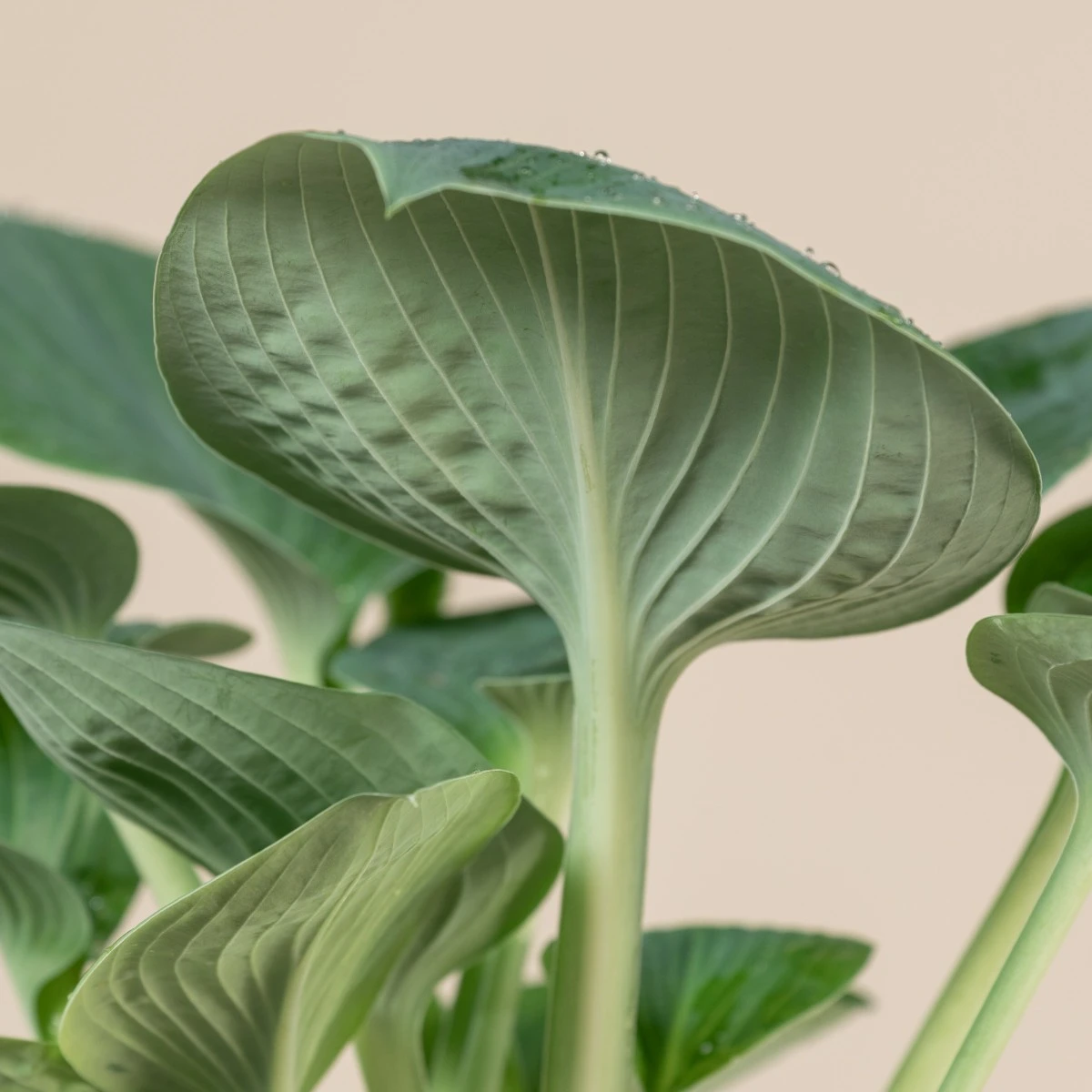 Hosta ‘Big Daddy’ - Image 6