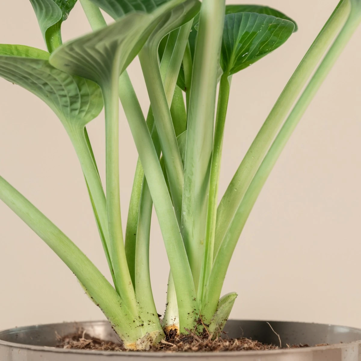 Hosta ‘Big Daddy’ - Image 5