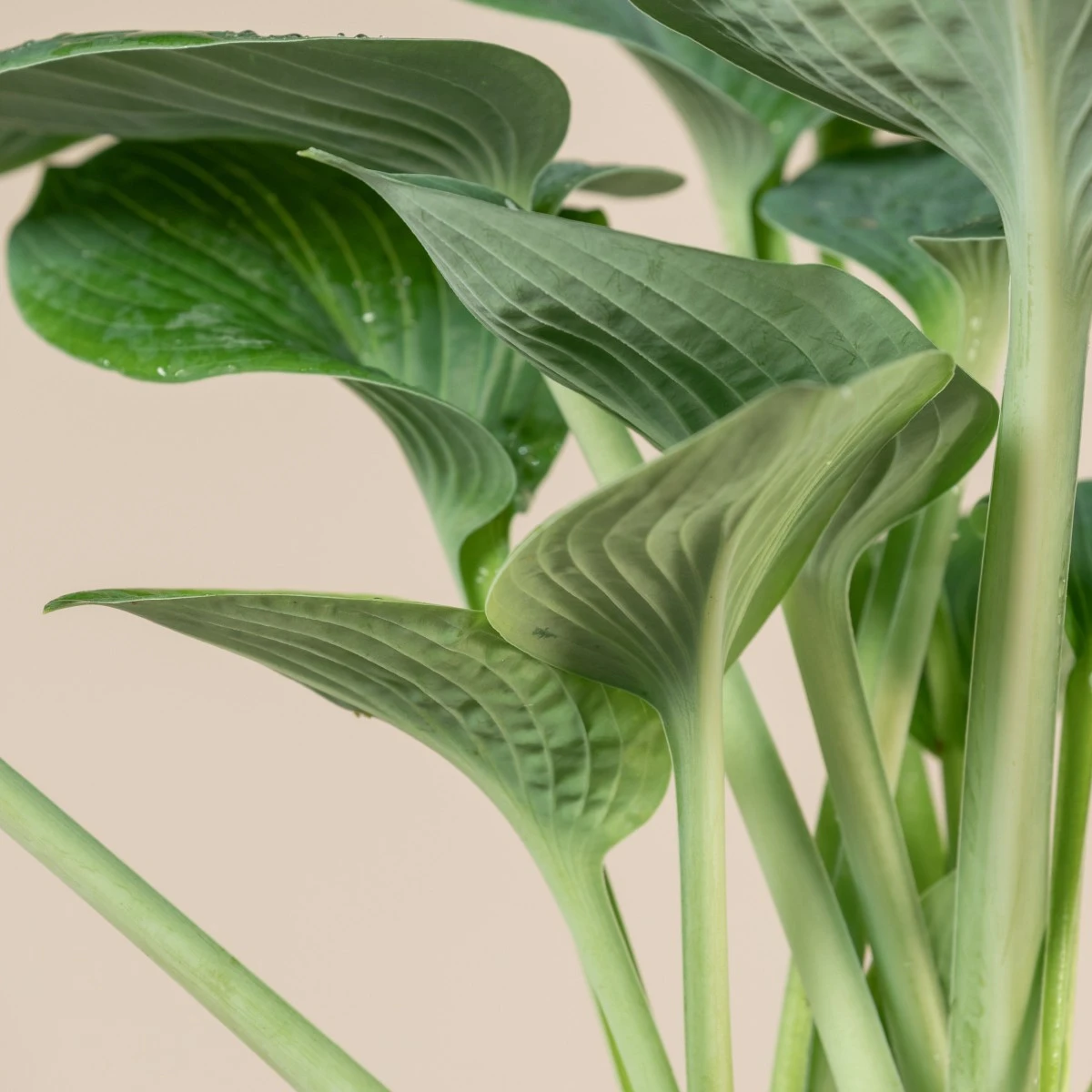 Hosta ‘Big Daddy’ - Image 4