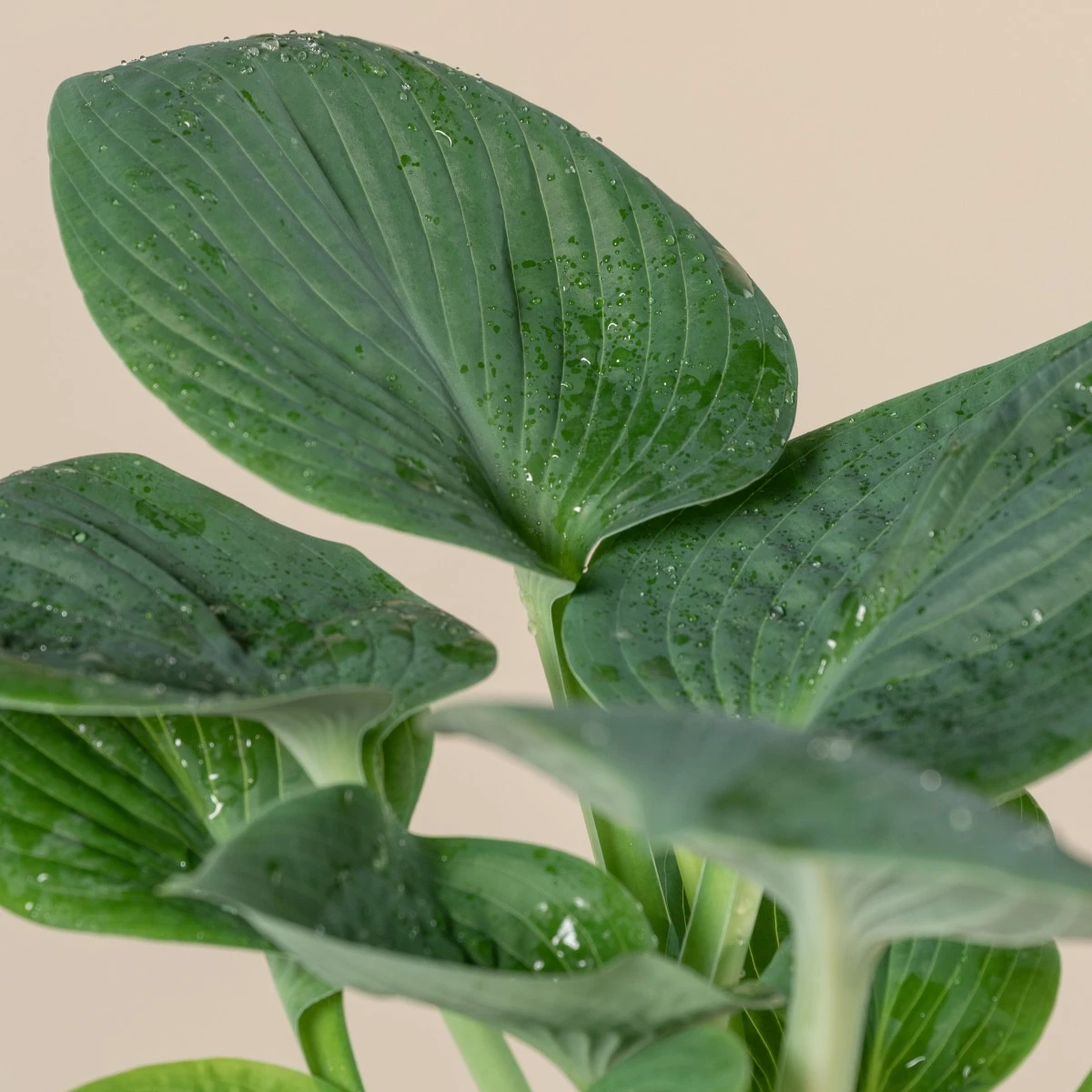 Hosta ‘Big Daddy’ - Image 3