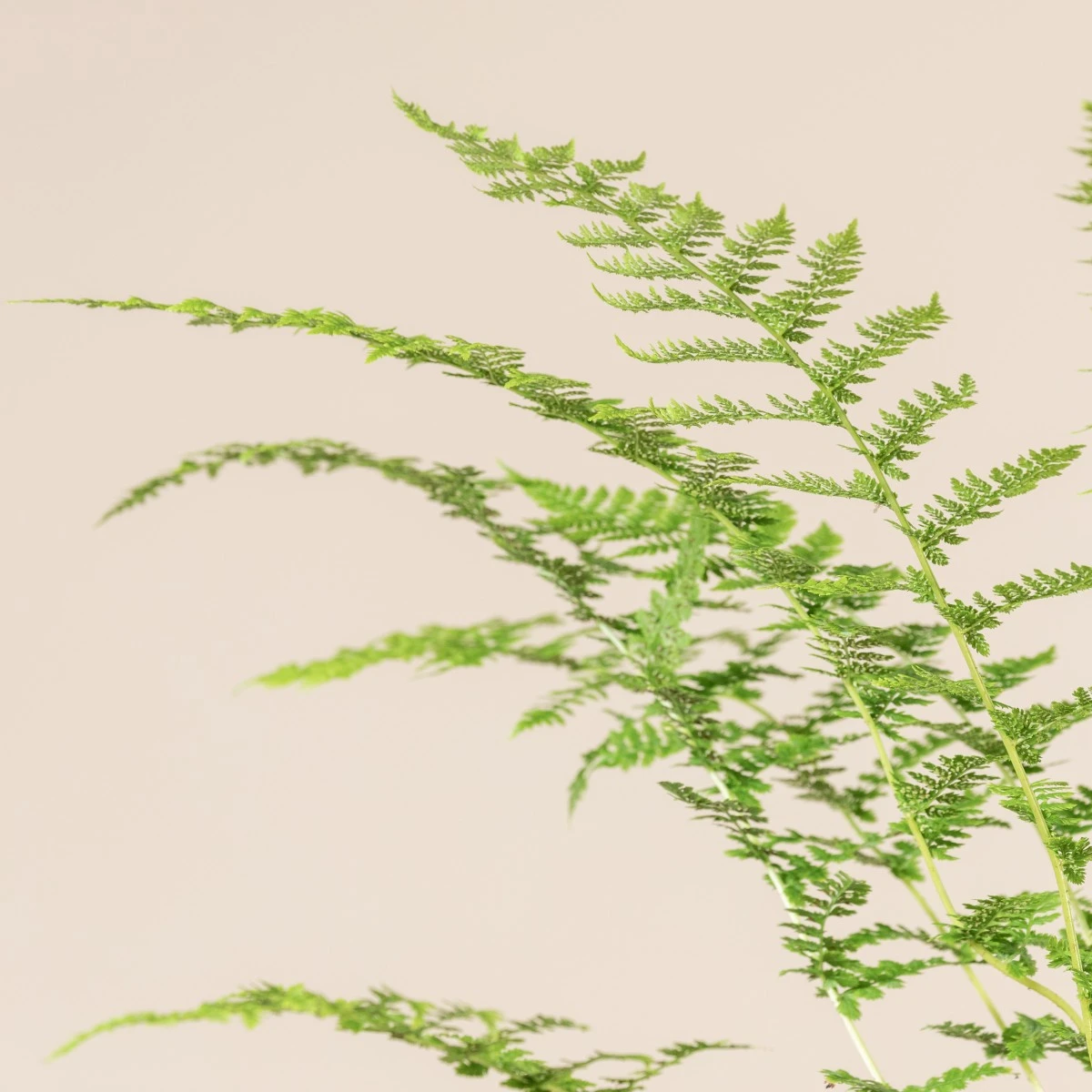 Athyrium Filix-femina - Image 4