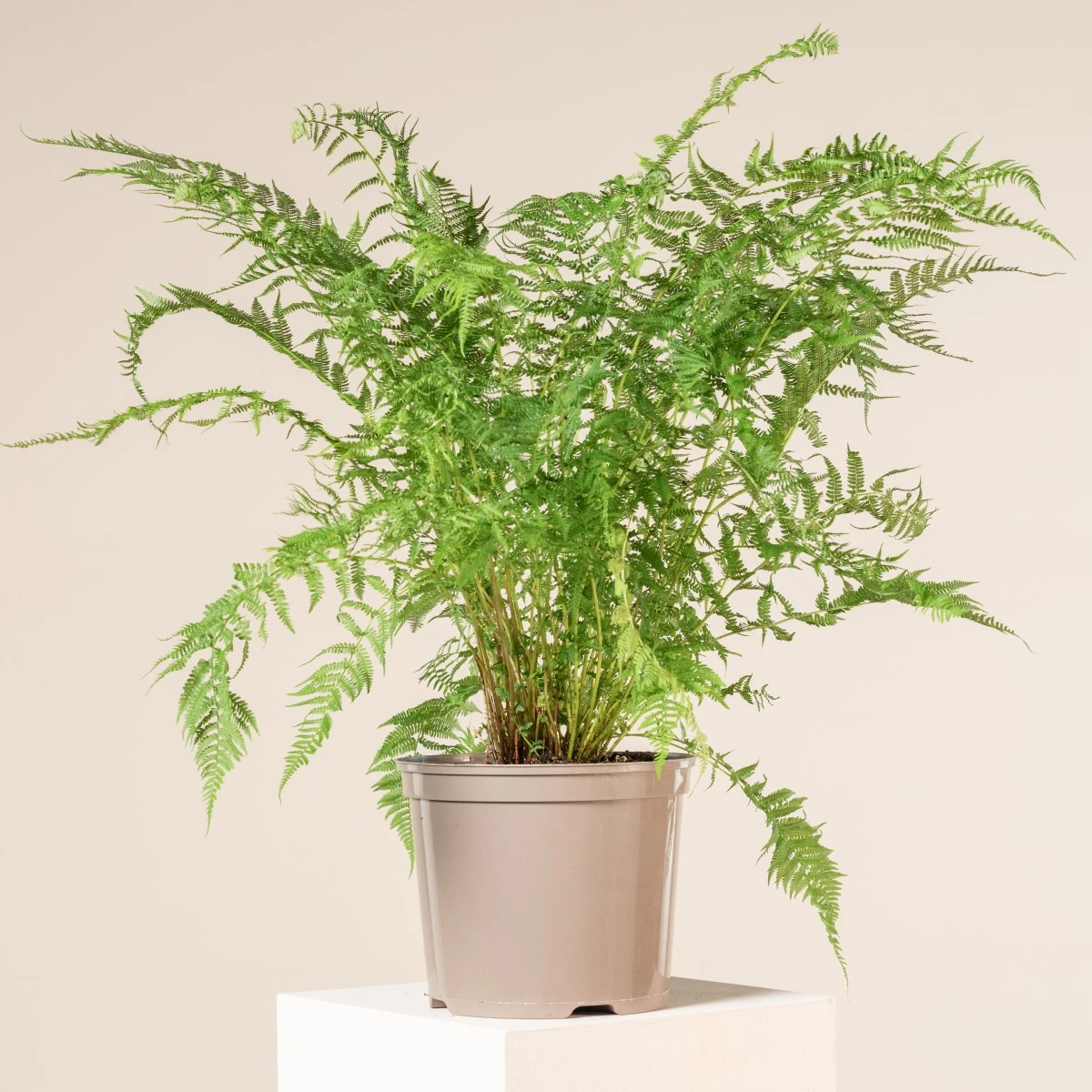 Athyrium Filix-femina - Image 5