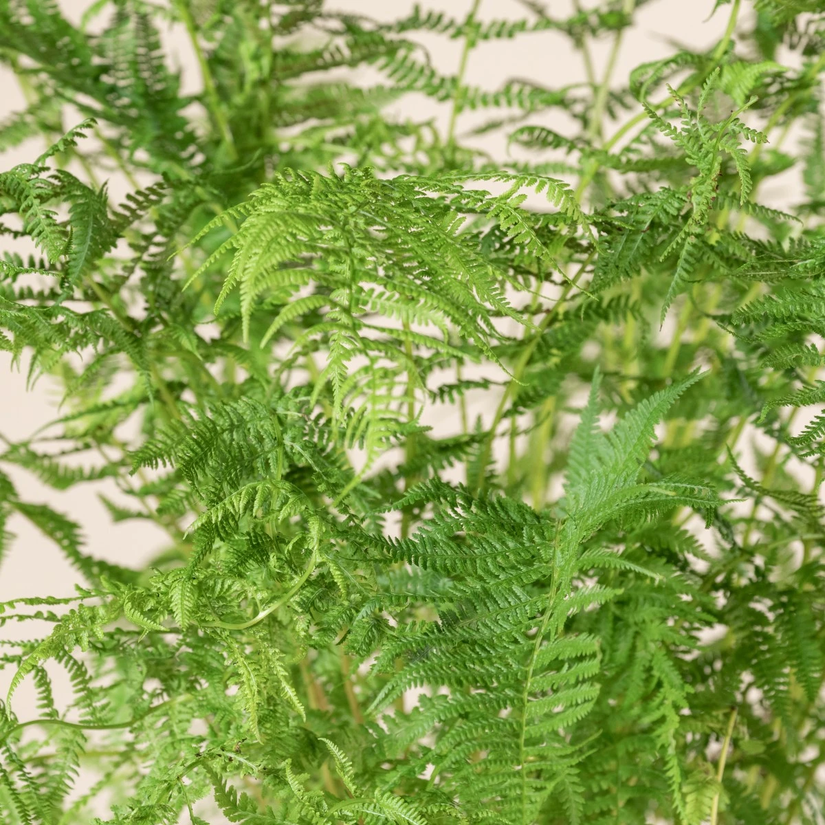 Athyrium Filix-femina - Image 6