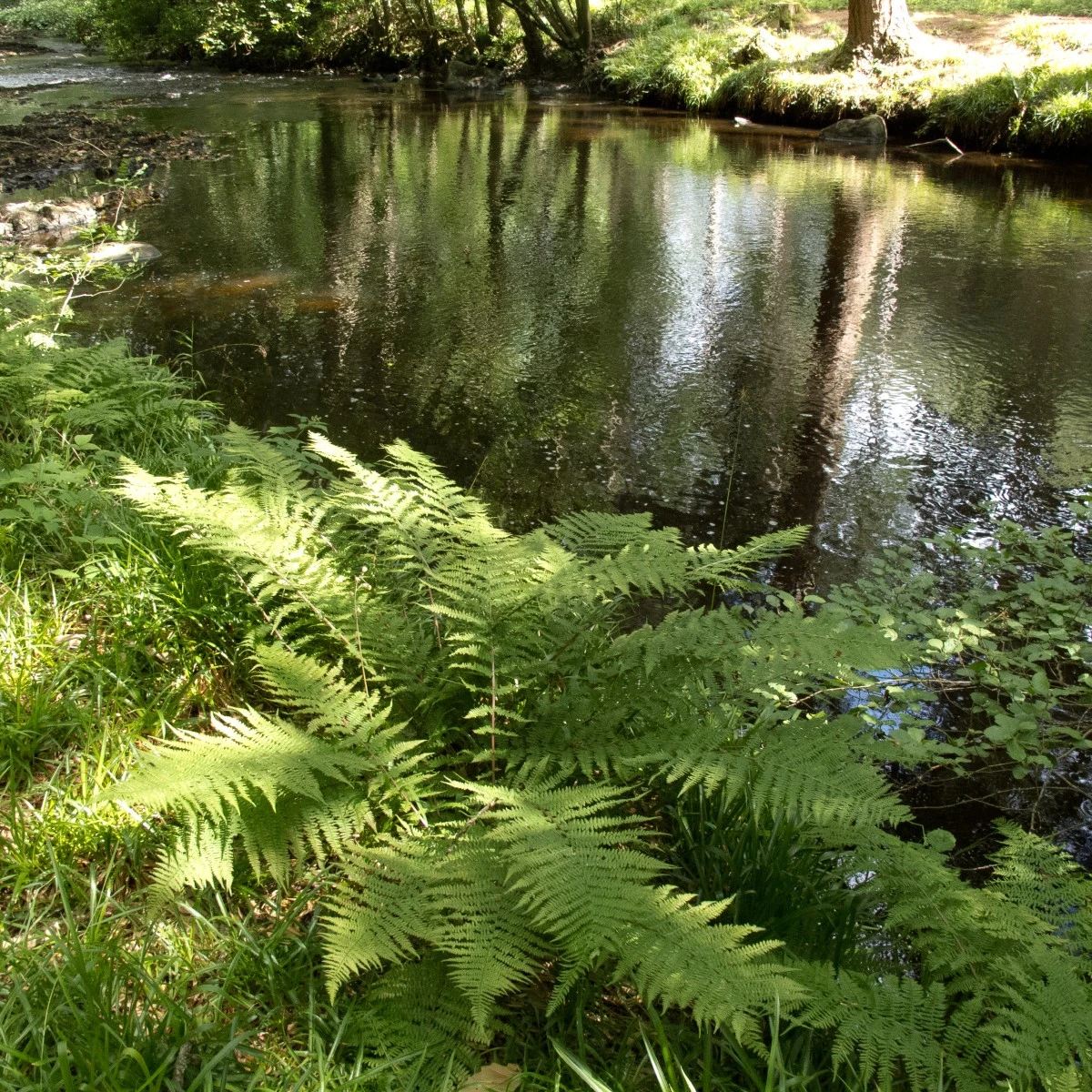 Athyrium Filix-femina - Image 9