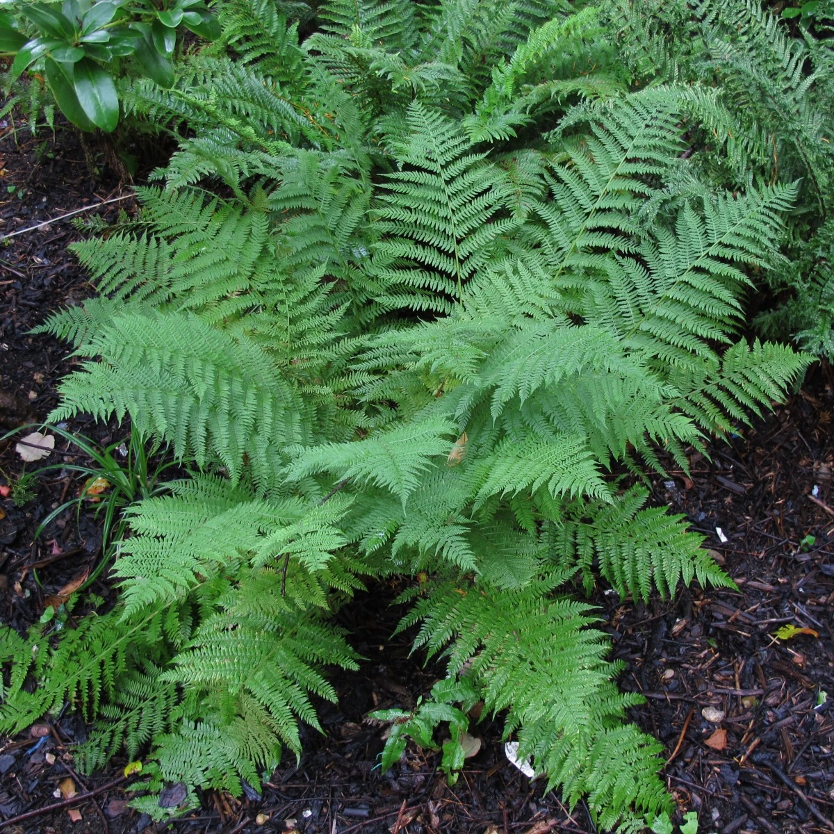 Athyrium Filix-femina - Image 12