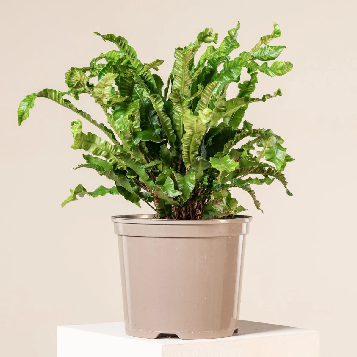 Asplenium Scolopendrium - Image 15