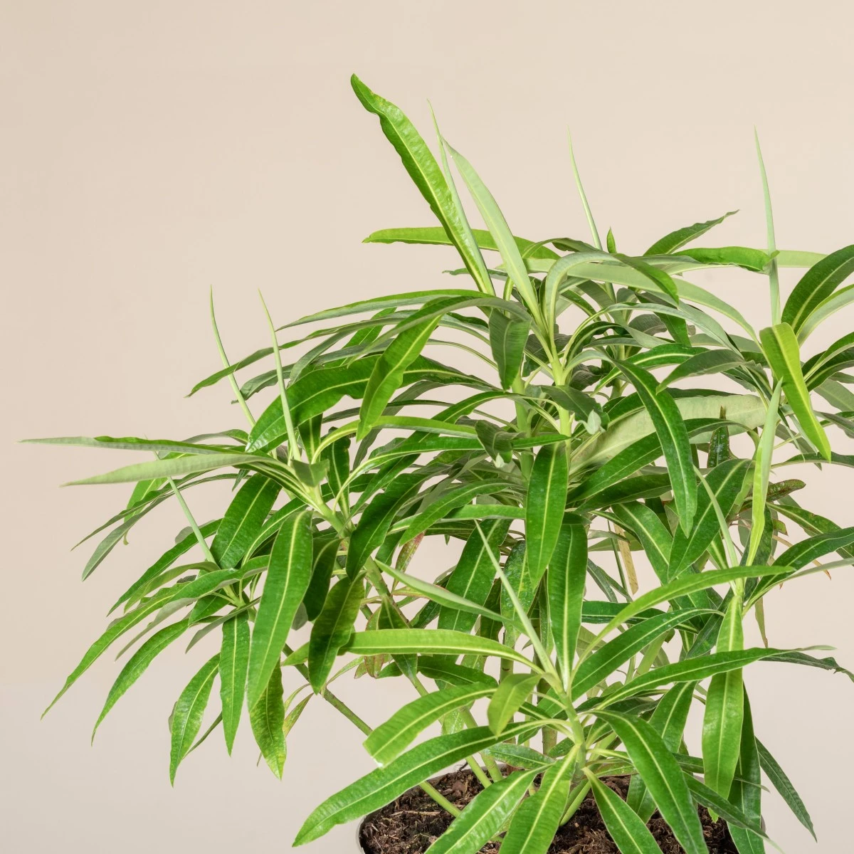 Euphorbia Mellifera - Image 2
