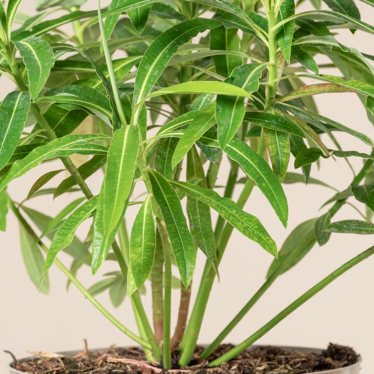 Euphorbia Mellifera - Image 4