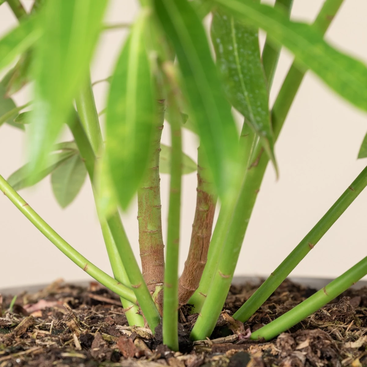 Euphorbia Mellifera - Image 6