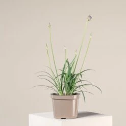 Agapanthus ‘Brilliant Blue’