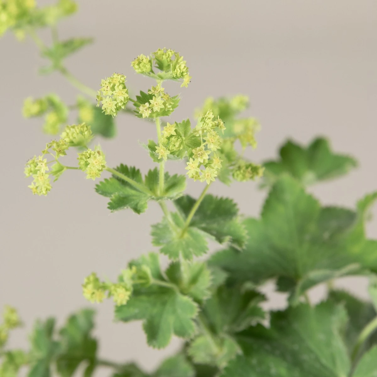 Alchemilla Mollis - Image 2