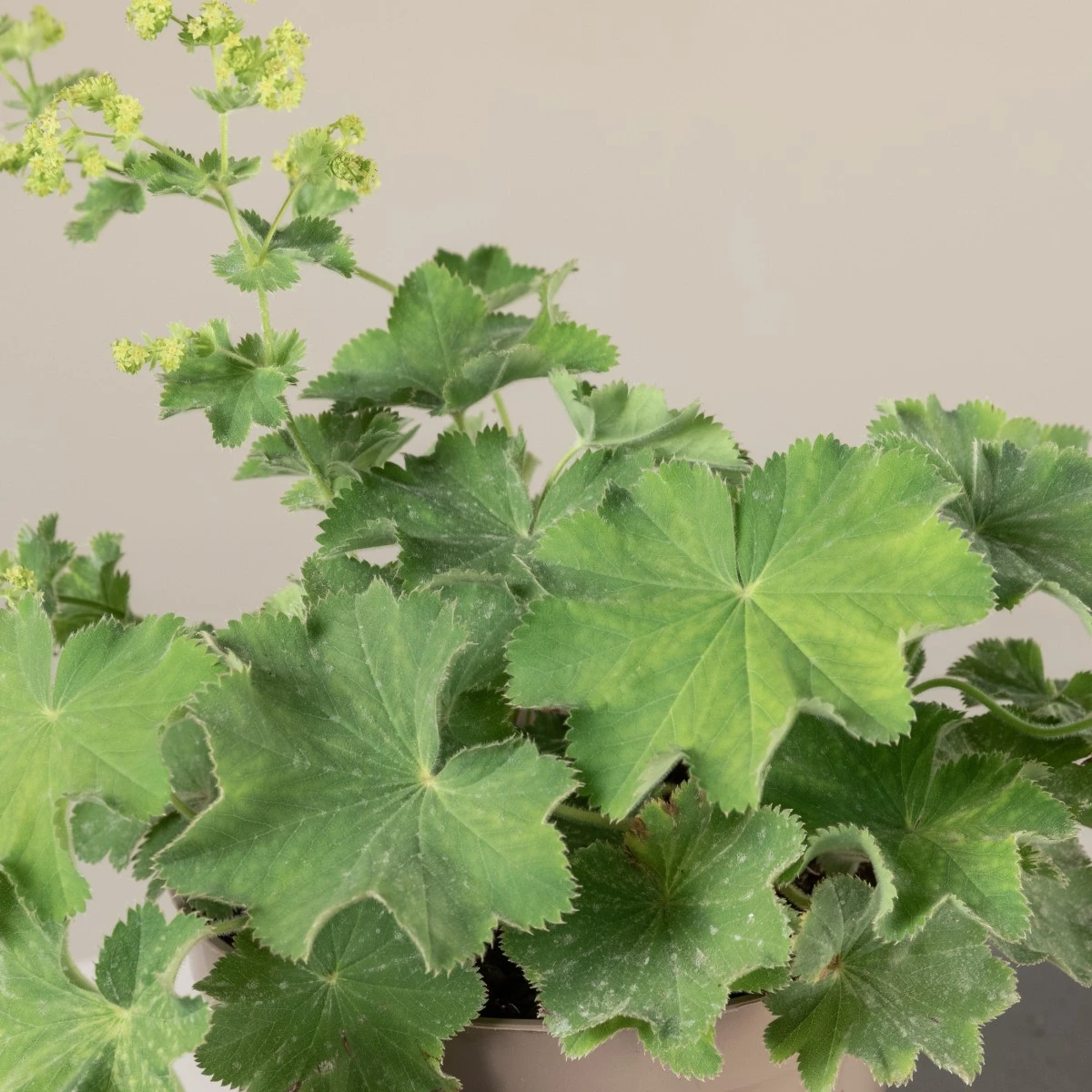 Alchemilla Mollis - Image 3