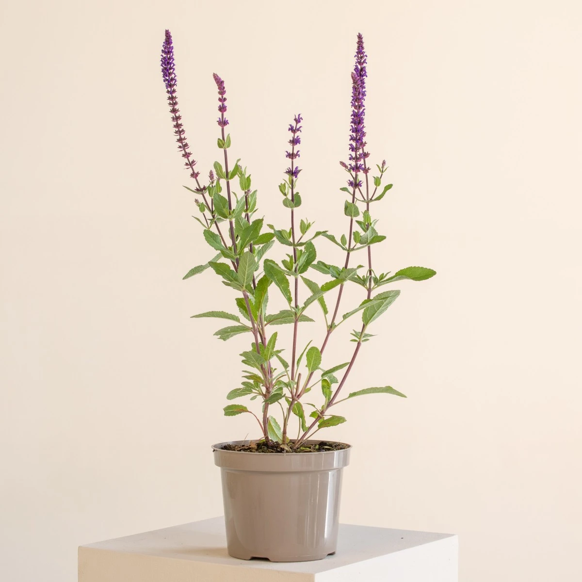 Salvia Nemorosa ‘Caradonna’