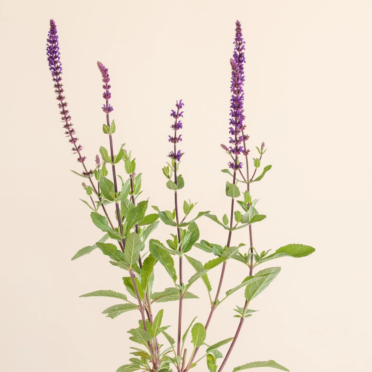 Salvia Nemorosa ‘Caradonna’ - Image 2
