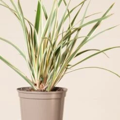 Phormium Tenax ‘Variegatum’