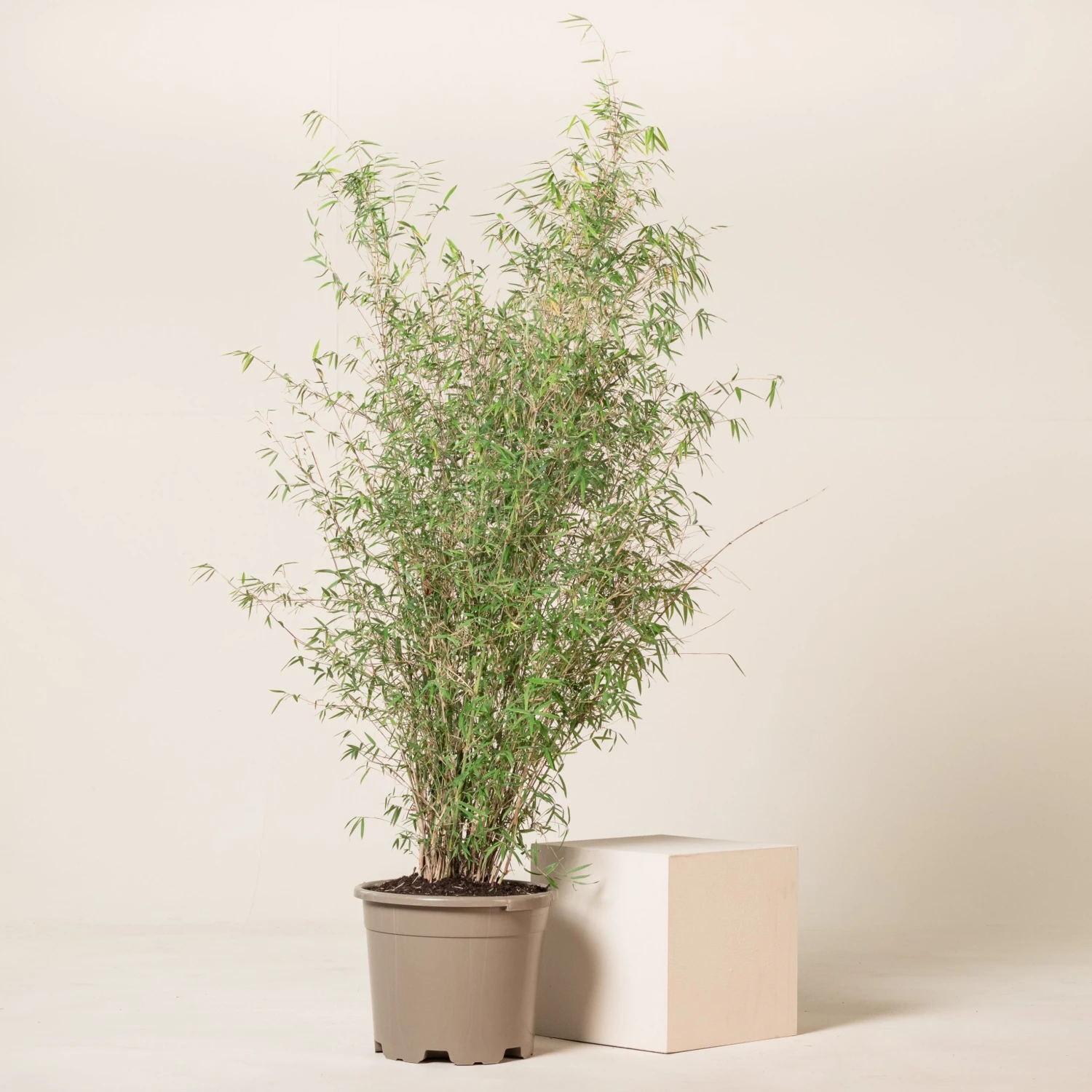 Fargesia Angustissima