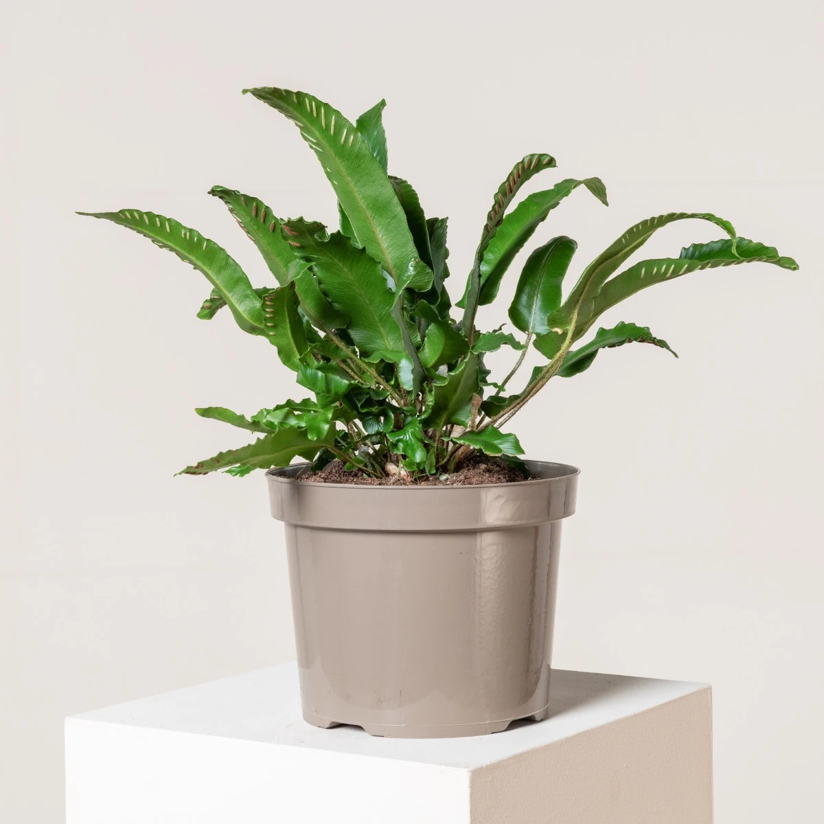 Asplenium Scolopendrium - Image 14