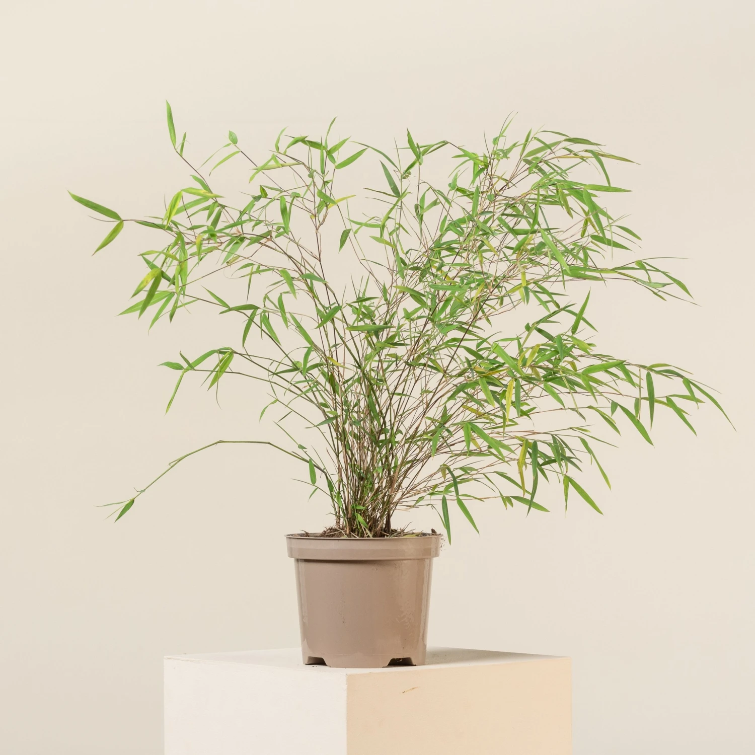 Fargesia Angustissima - Image 2