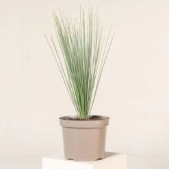 Dasylirion Longissimum