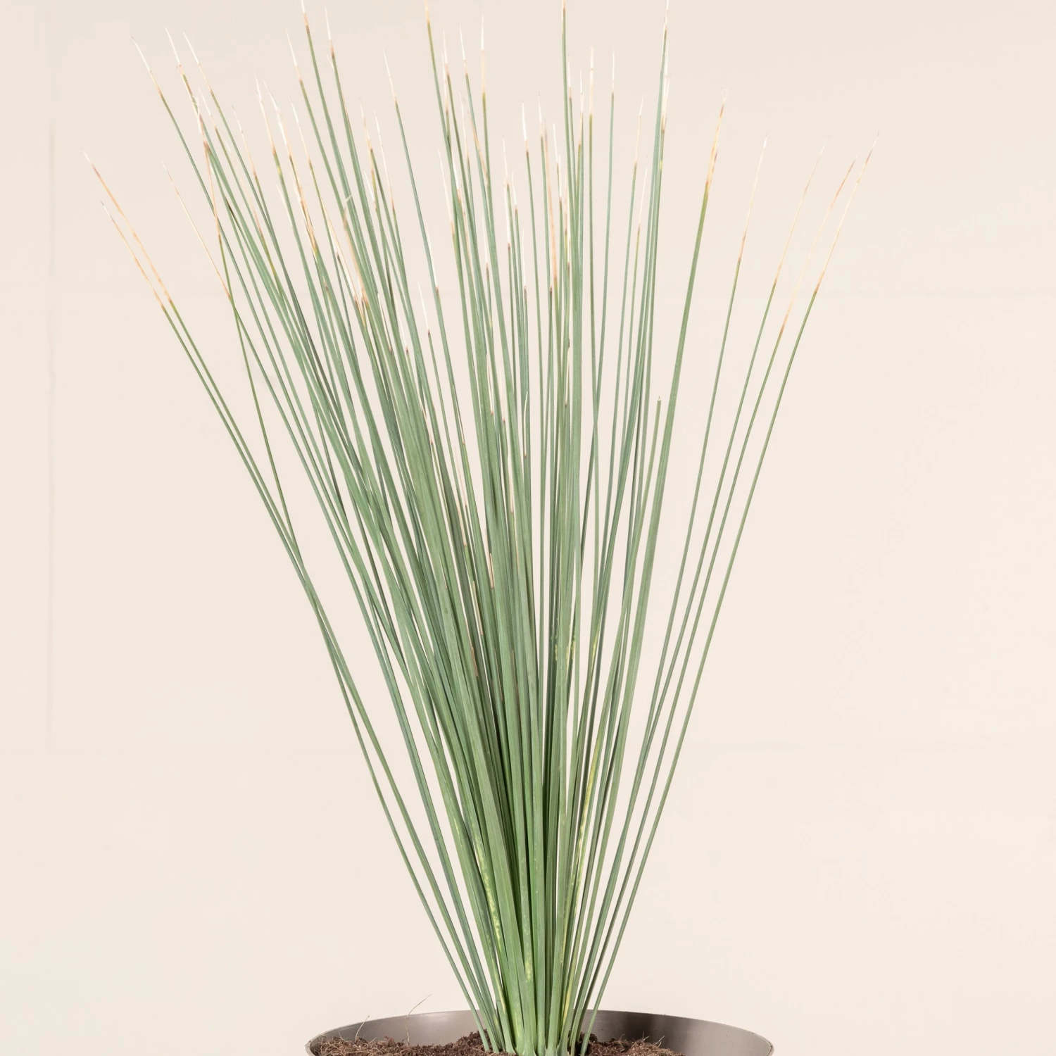 Dasylirion Longissimum - Image 2