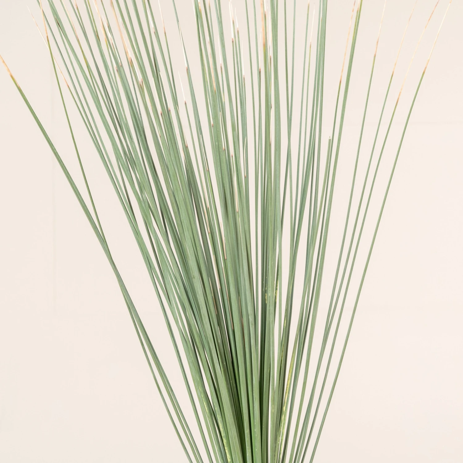 Dasylirion Longissimum - Image 3