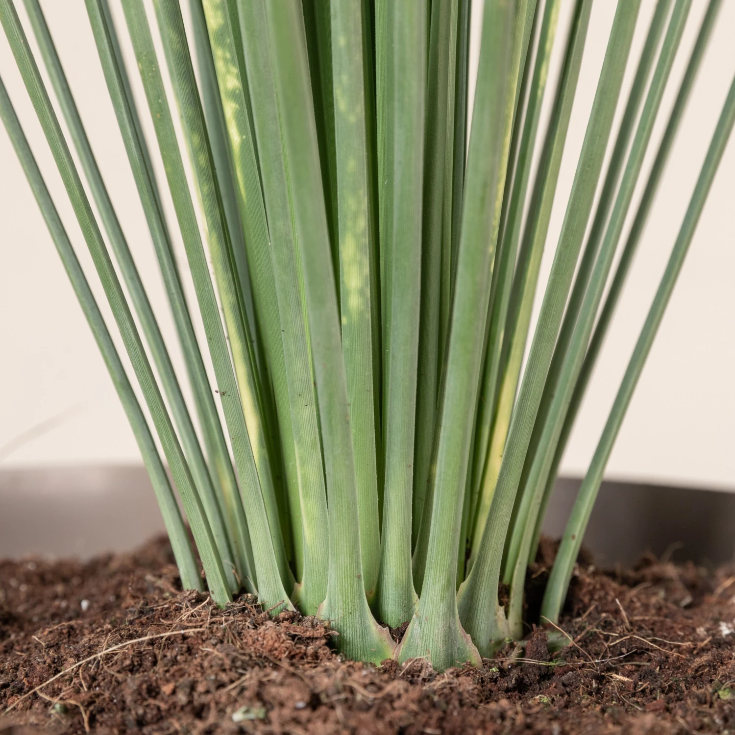 Dasylirion Longissimum - Image 4