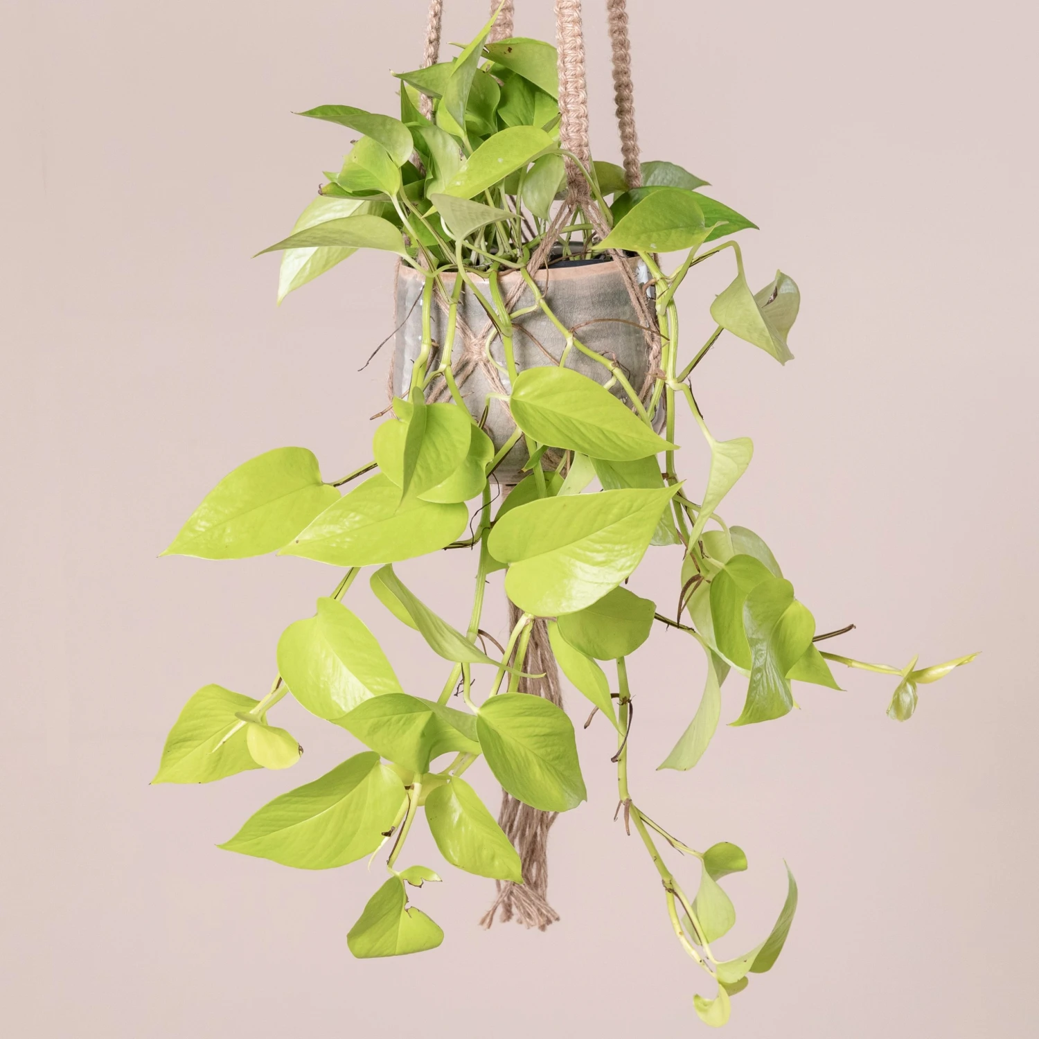 Scindapsus ‘Golden Pothos’