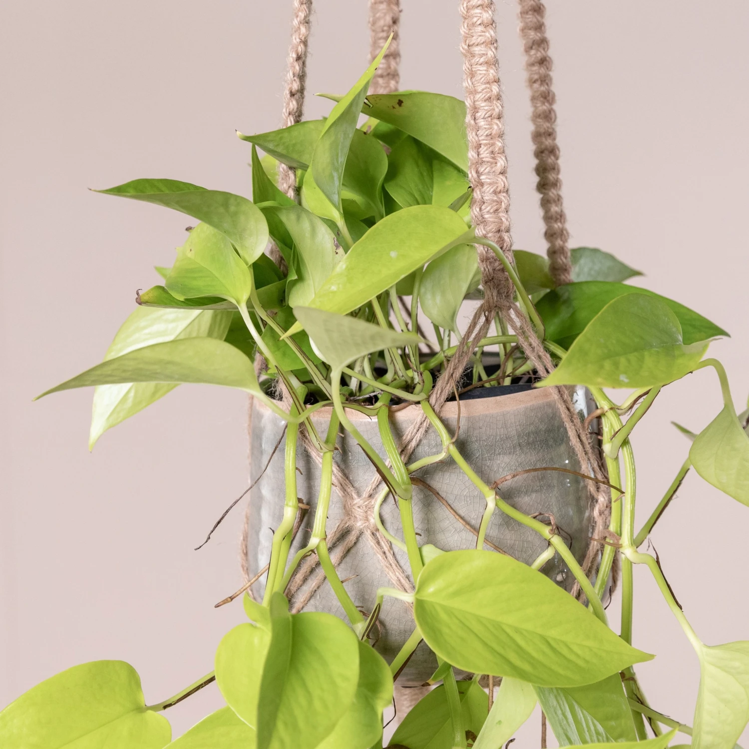 Scindapsus ‘Golden Pothos’ - Image 2