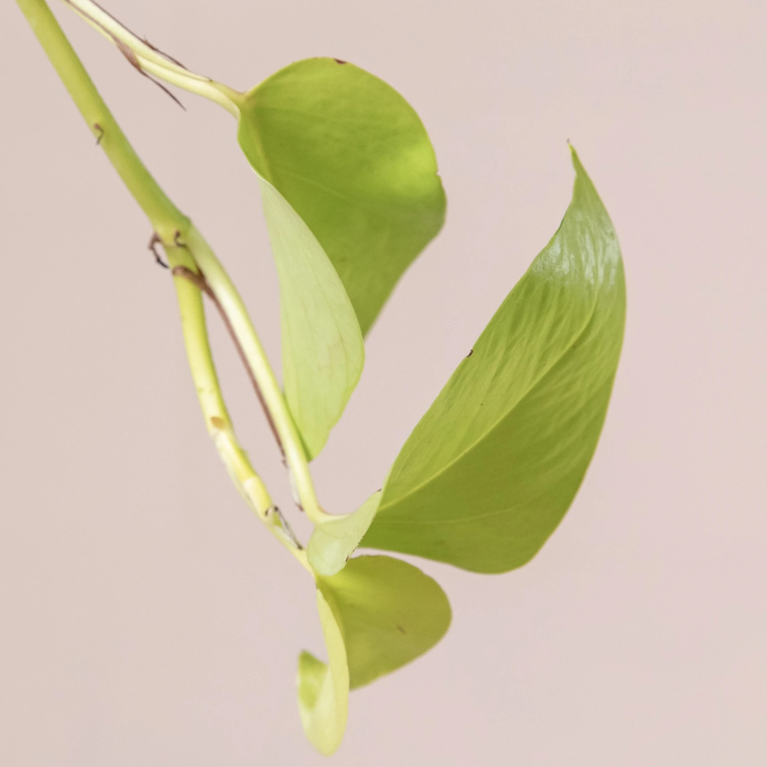 Scindapsus ‘Golden Pothos’ - Image 3