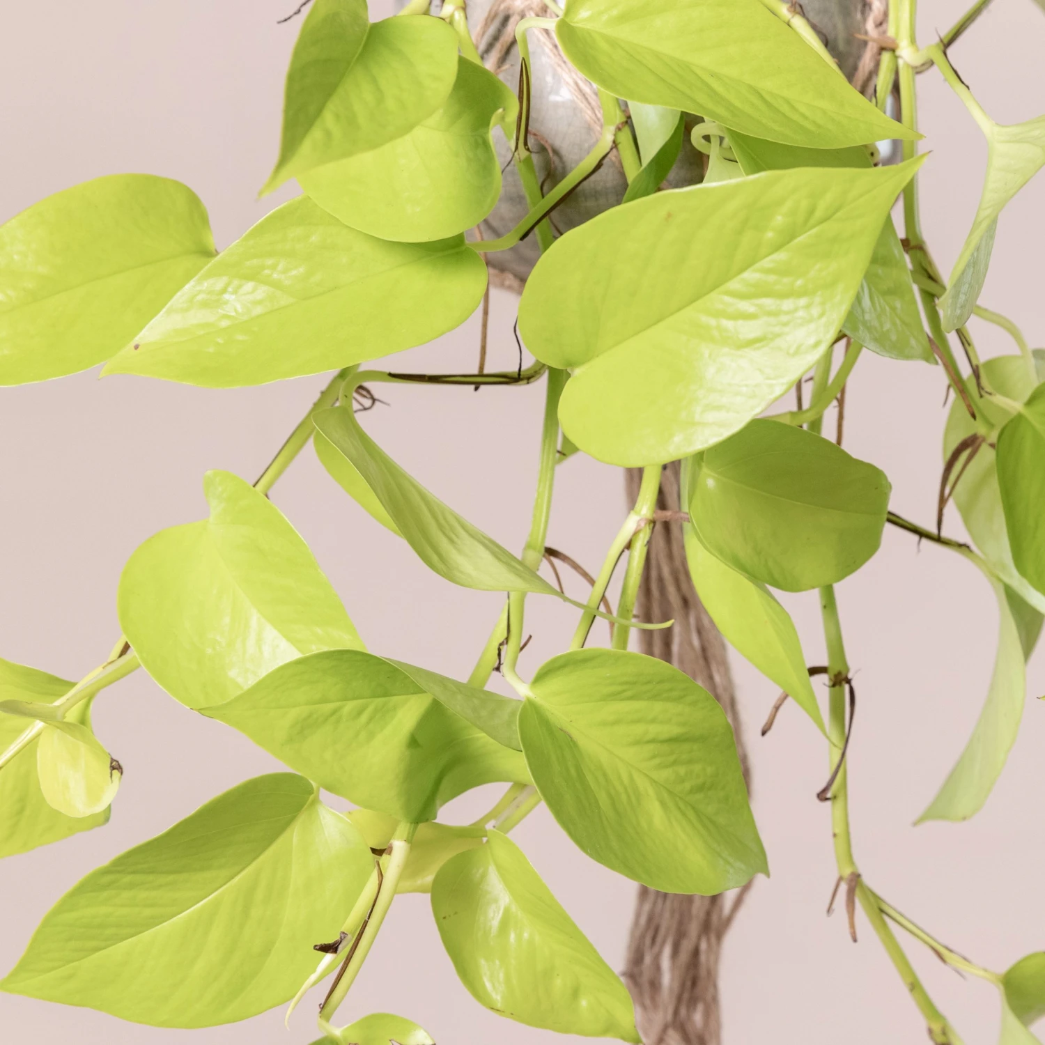 Scindapsus ‘Golden Pothos’ - Image 4