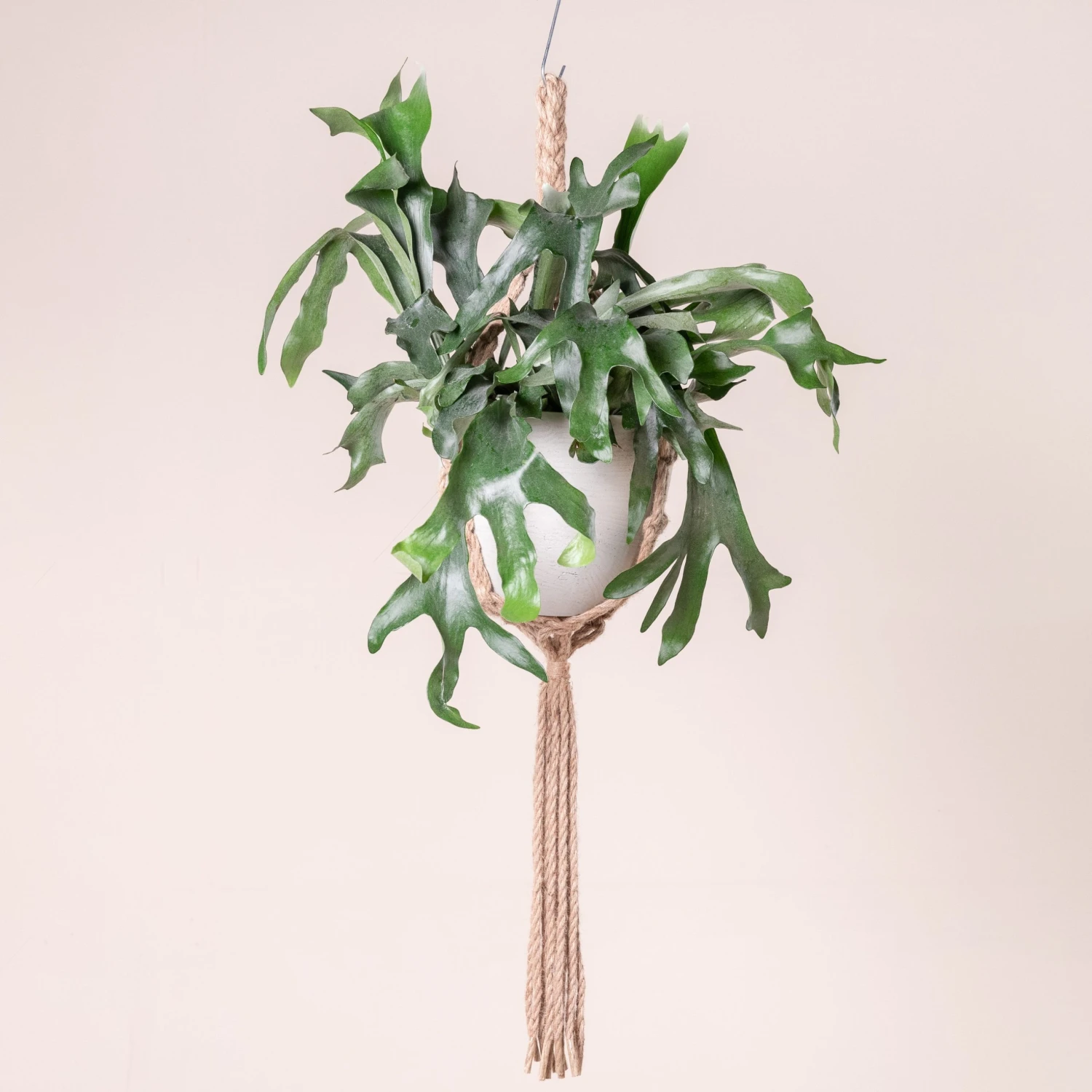 Platycerium Bifurcatum - Image 2