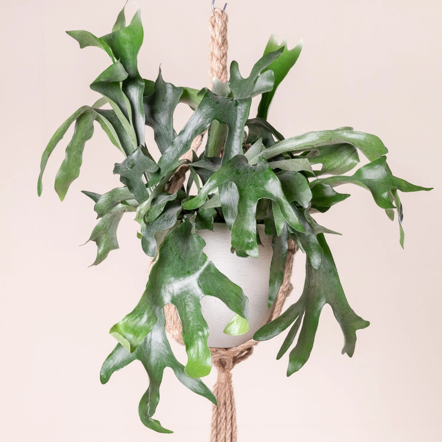 Platycerium Bifurcatum