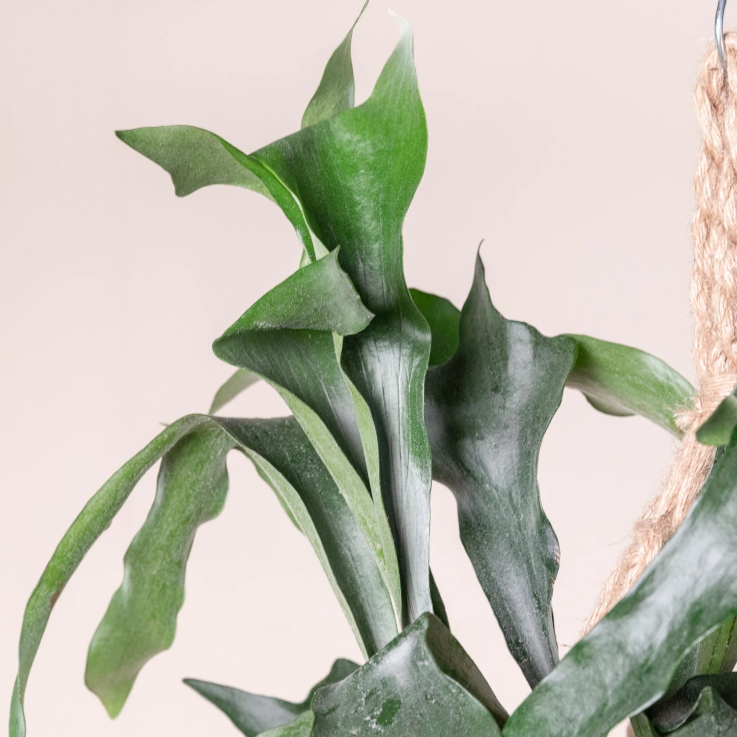 Platycerium Bifurcatum - Image 9