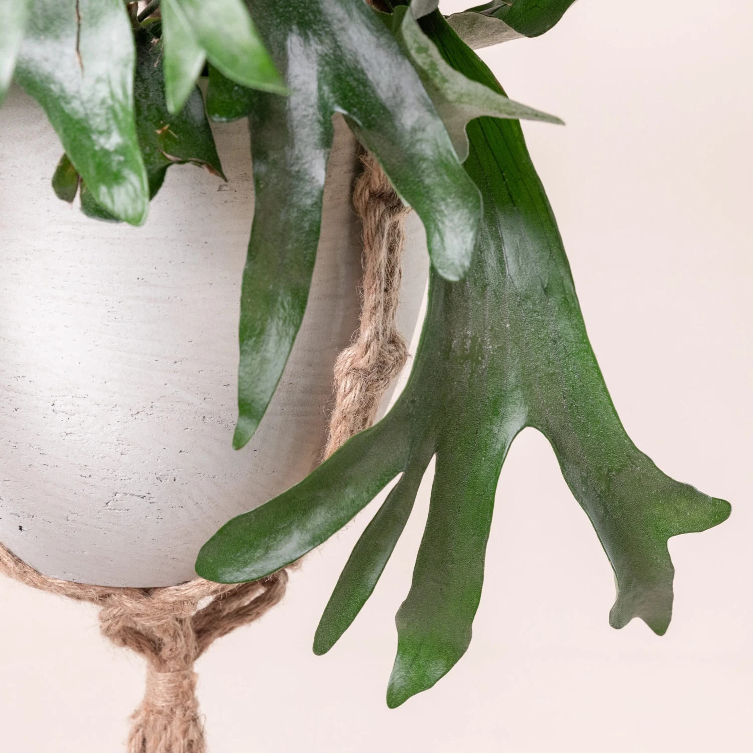 Platycerium Bifurcatum - Image 5