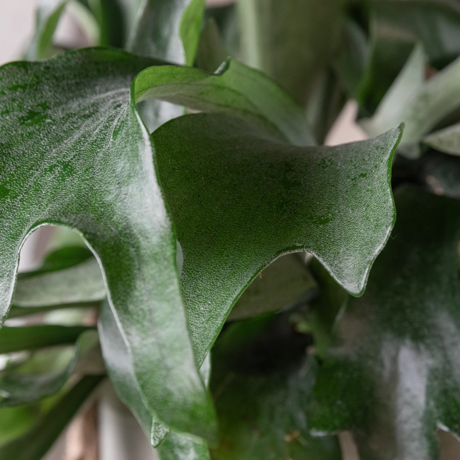 Platycerium Bifurcatum - Image 4