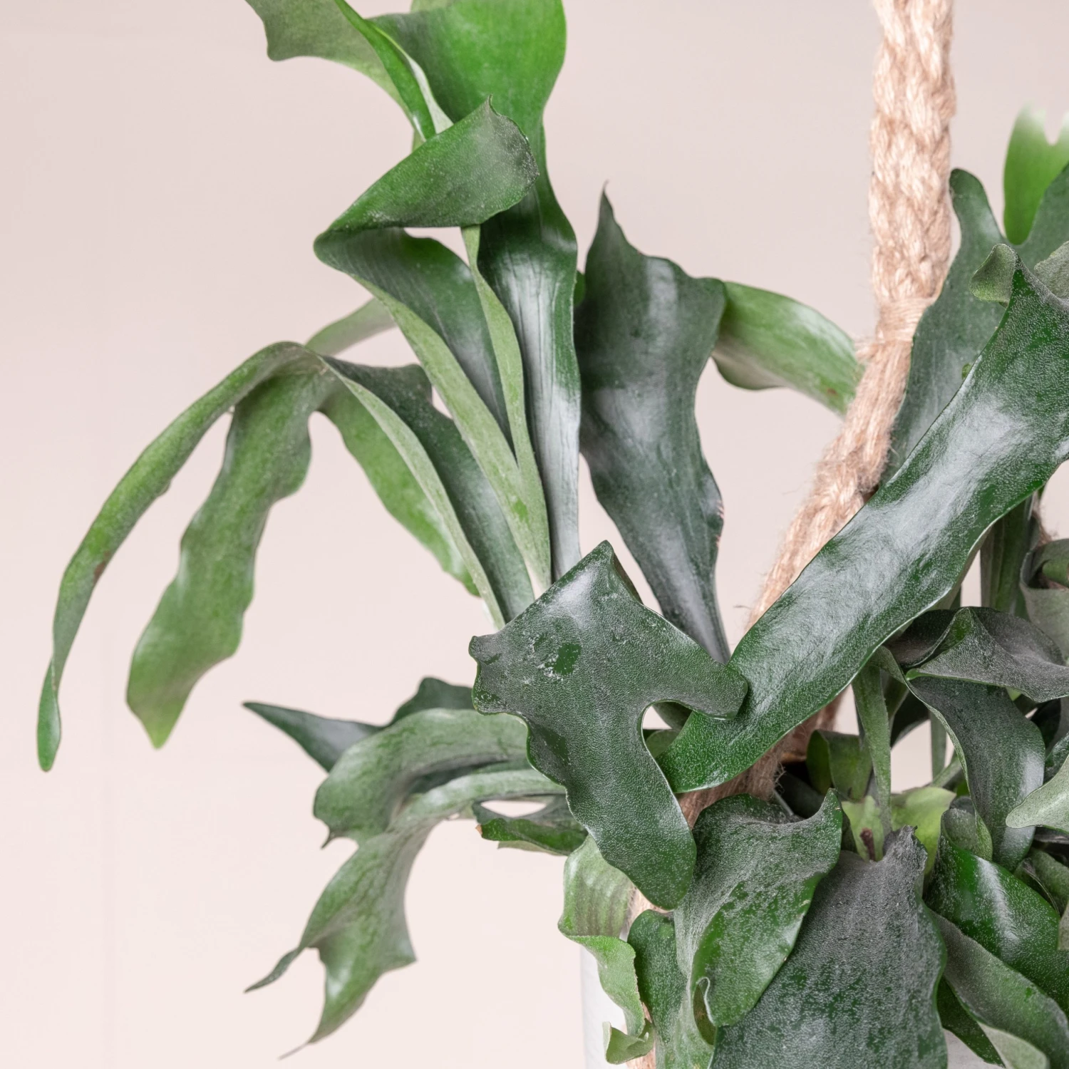 Platycerium Bifurcatum - Image 3