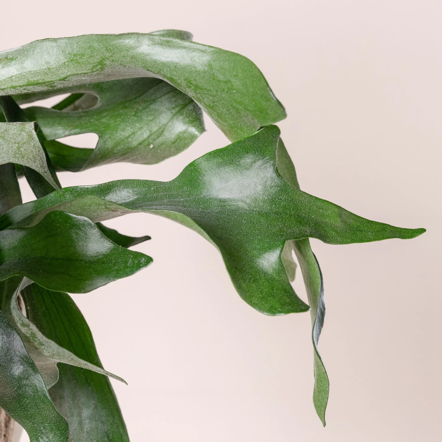 Platycerium Bifurcatum - Image 8