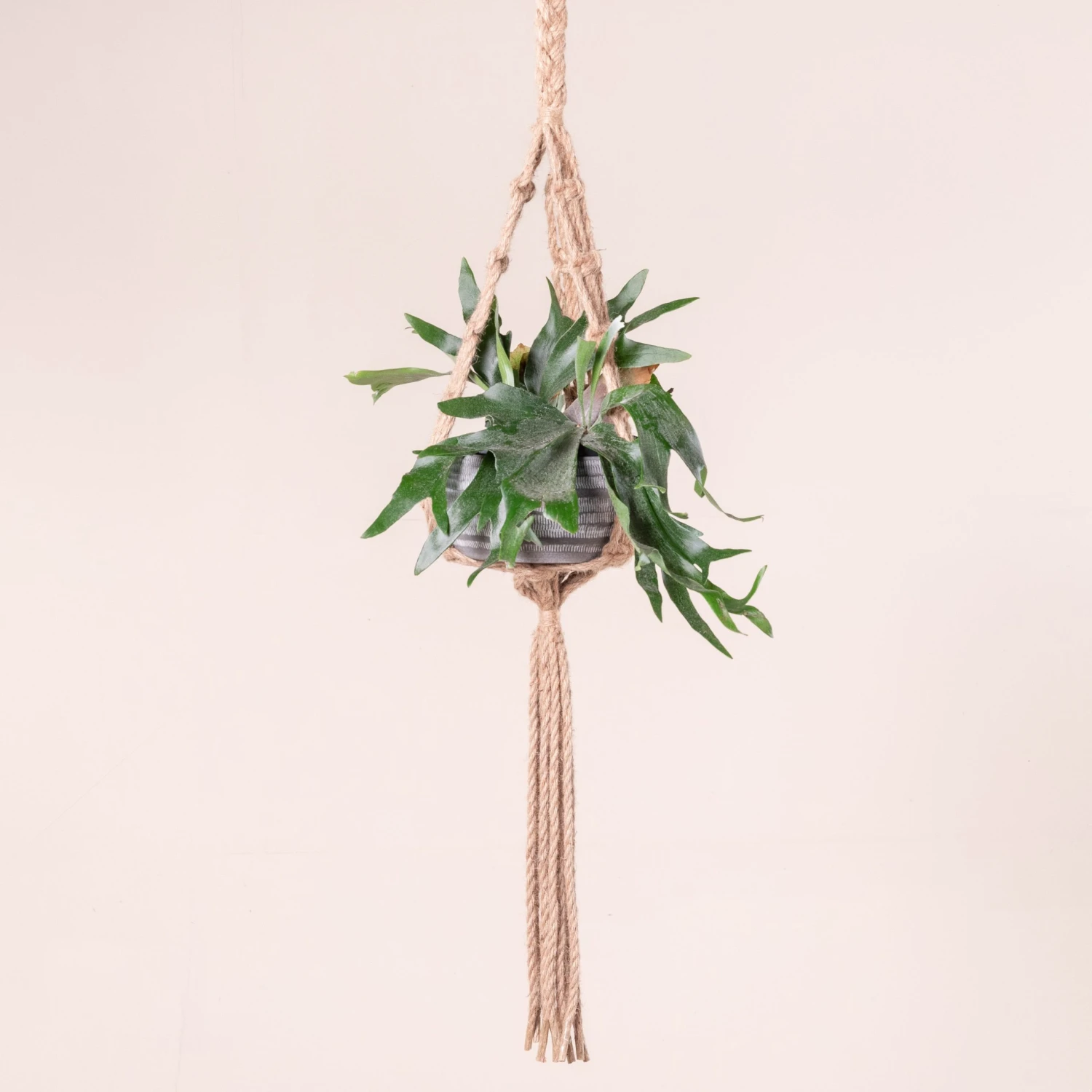 Platycerium Bifurcatum - Image 10