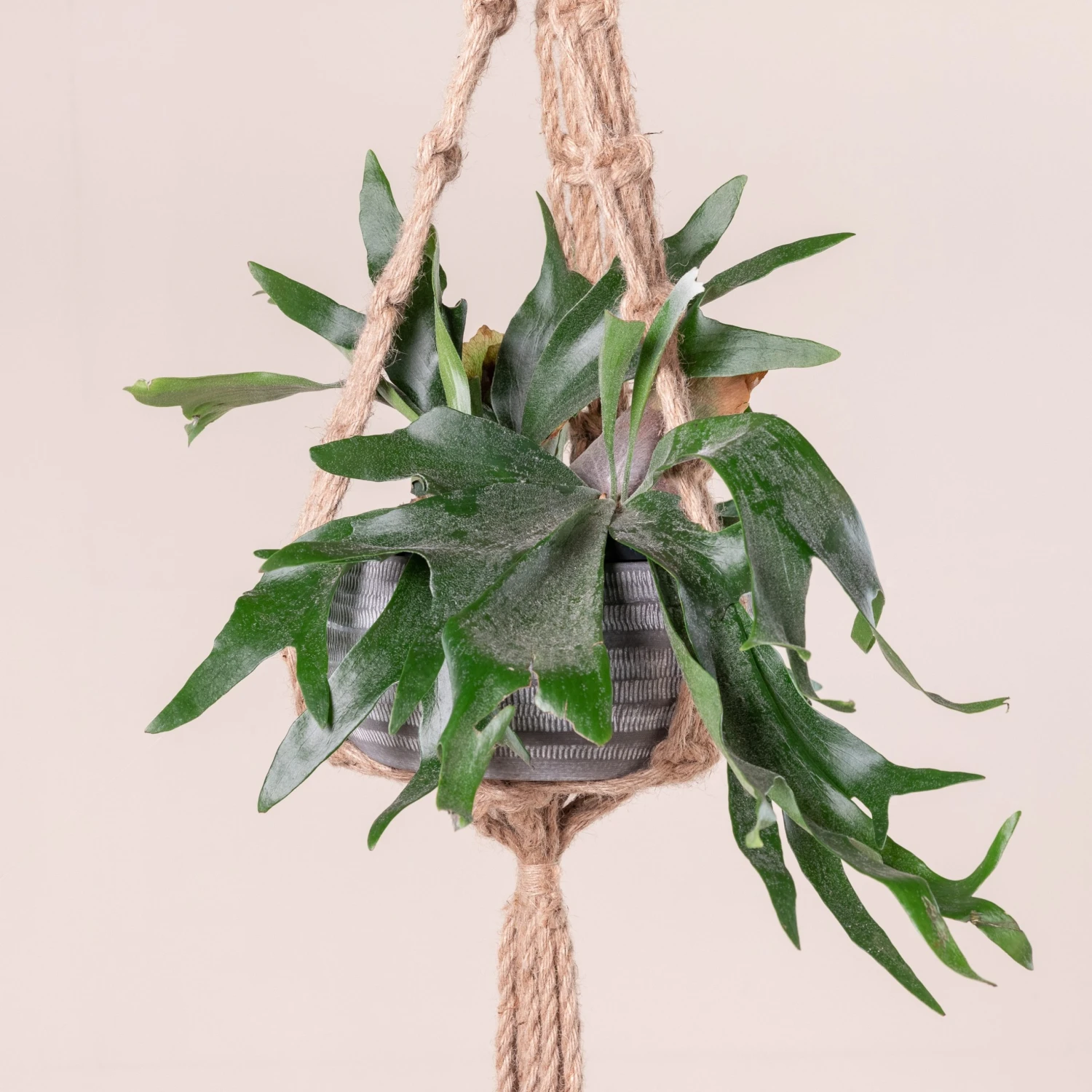 Platycerium Bifurcatum - Image 11