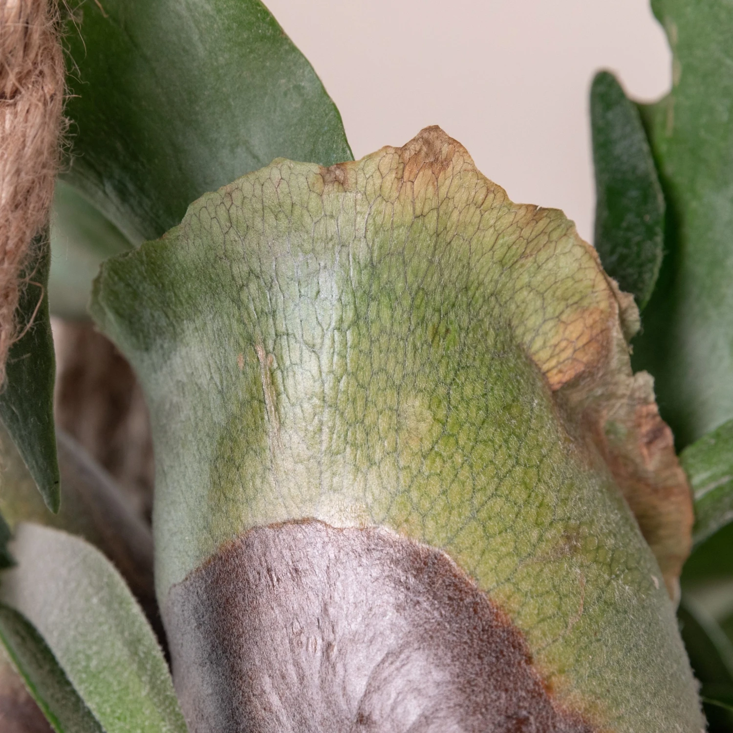 Platycerium Bifurcatum - Image 7