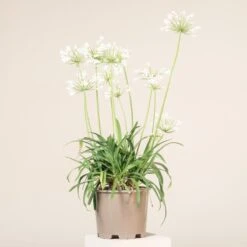 Agapanthus Africanus ‘Albus’