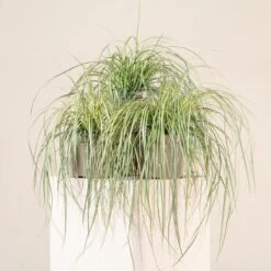 Carex Oshimensis ‘Evergold’