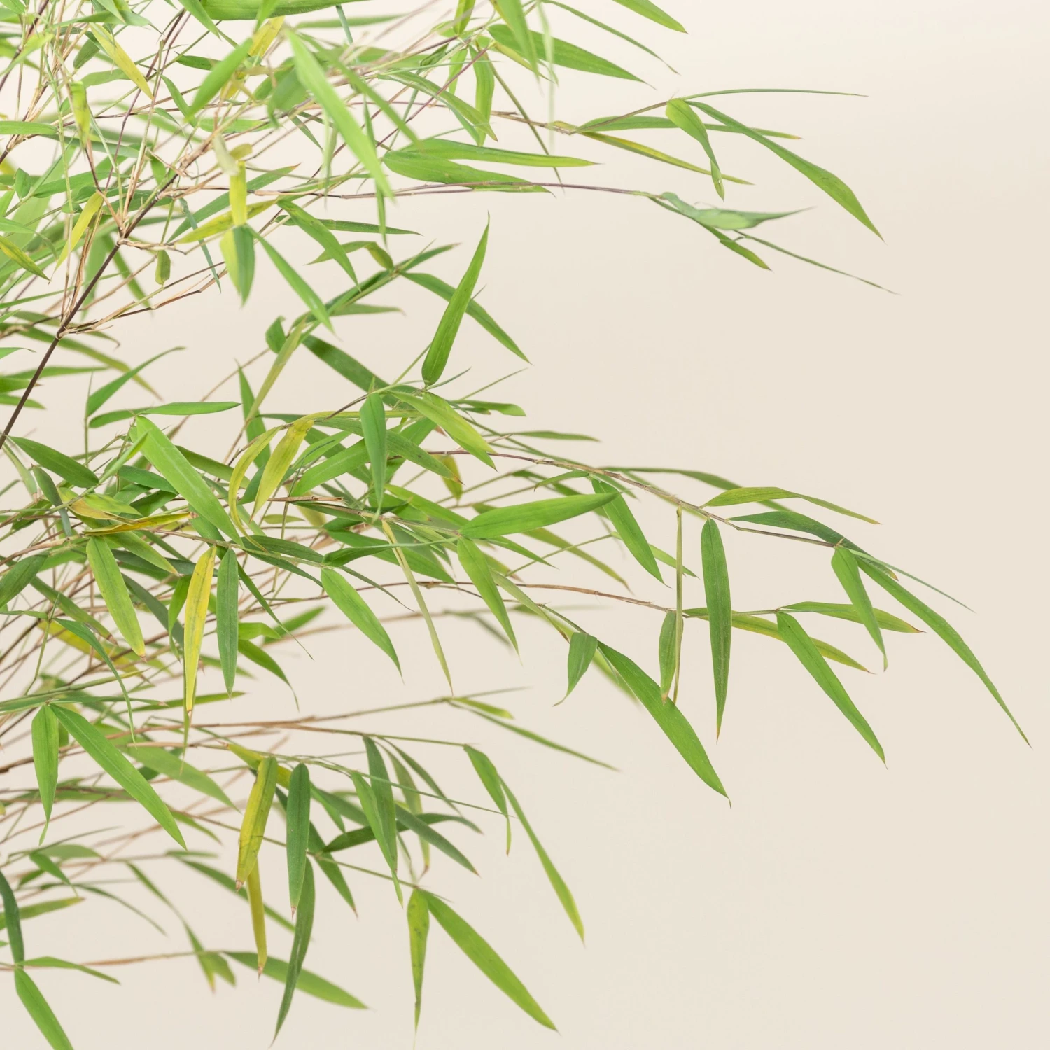 Fargesia Angustissima - Image 3