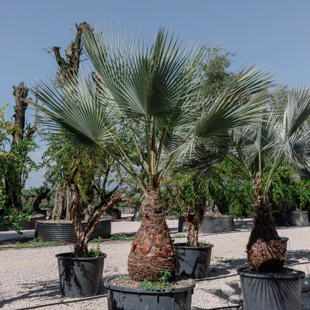 Brahea Armata - Image 13