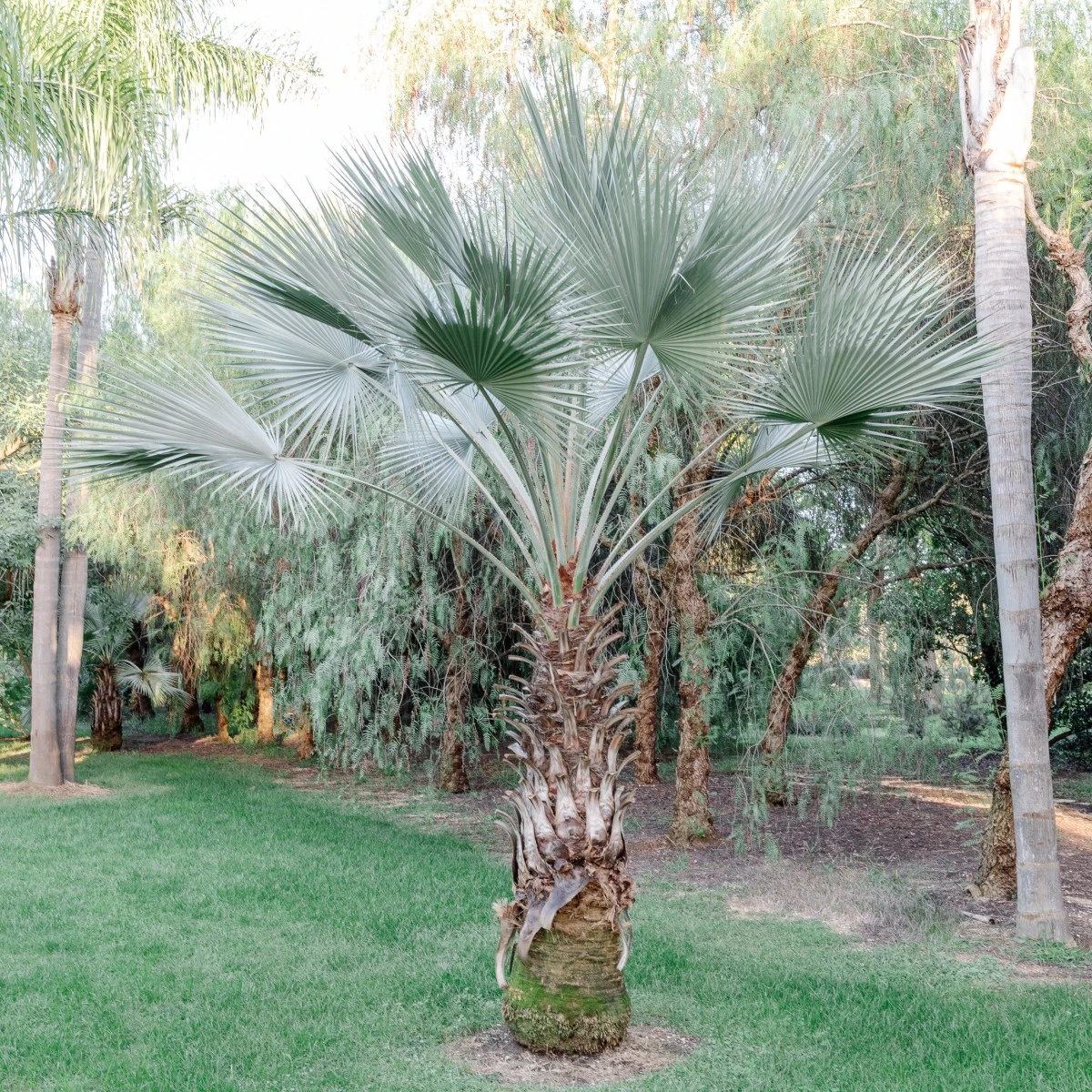 Brahea Armata - Image 14