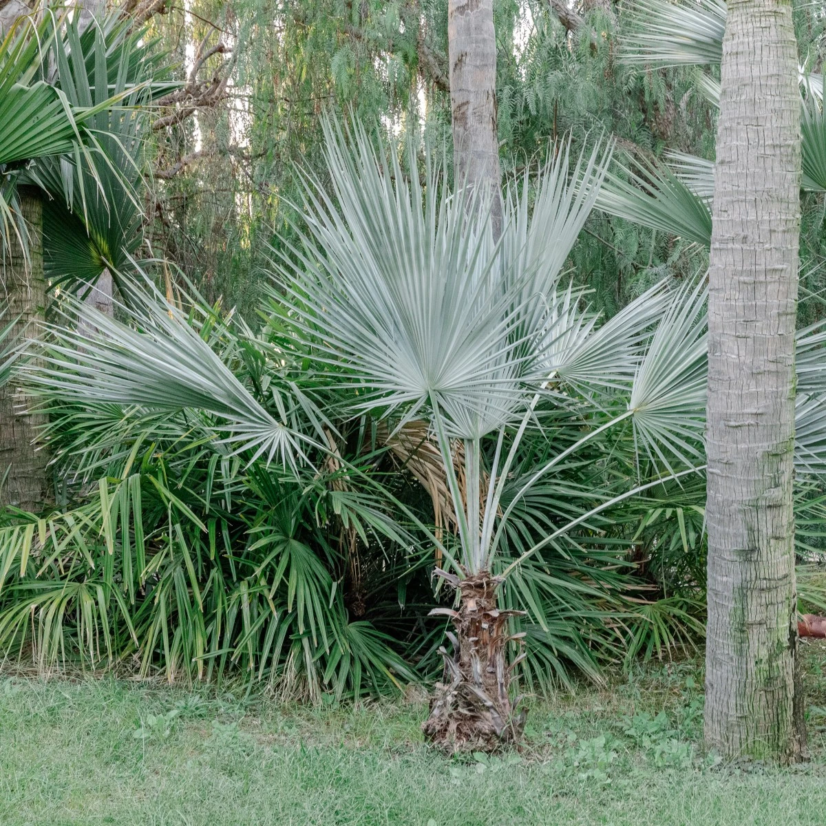 Brahea Armata - Image 15