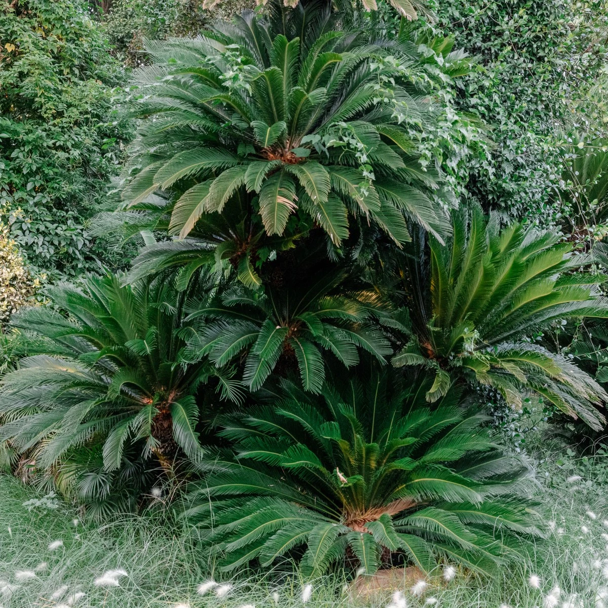Cycas Revoluta - Image 10