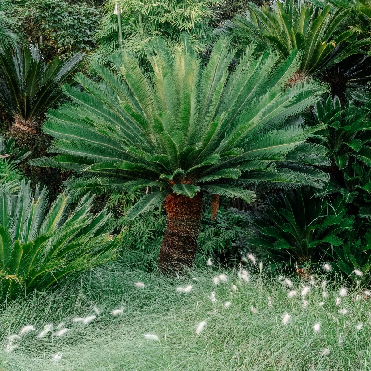 Cycas Revoluta - Image 11