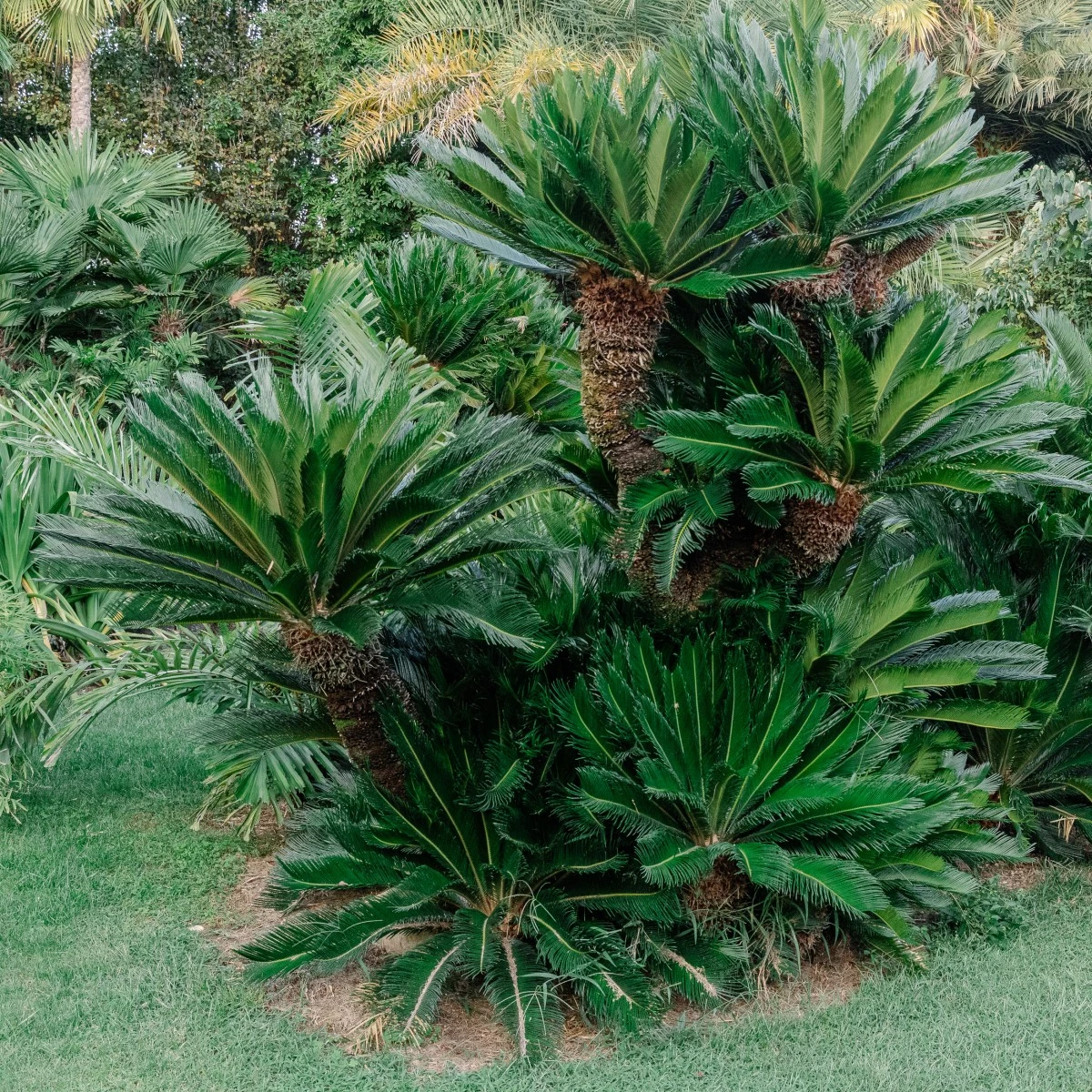 Cycas Revoluta - Image 12